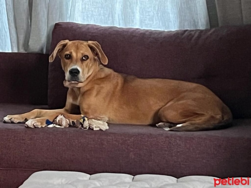 Sokö (Sokak Köpeği), Köpek  Kıyma - Köfte fotoğrafı