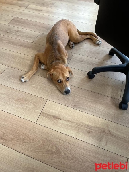 Sokö (Sokak Köpeği), Köpek  Kıyma - Köfte fotoğrafı