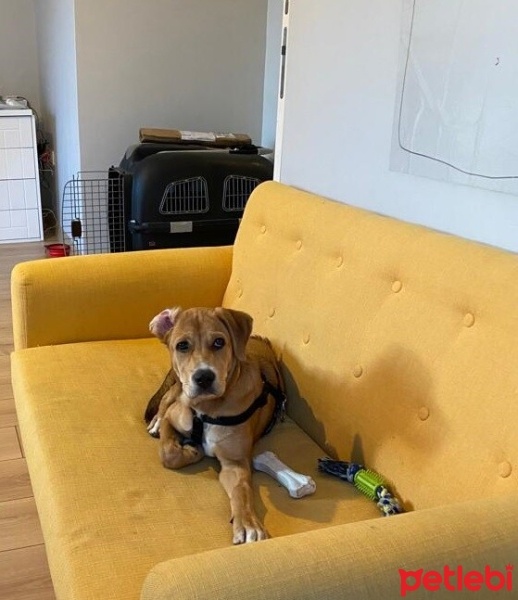 Sokö (Sokak Köpeği), Köpek  Kıyma - Köfte fotoğrafı