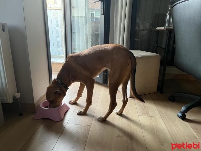 Sokö (Sokak Köpeği), Köpek  Kıyma - Köfte fotoğrafı