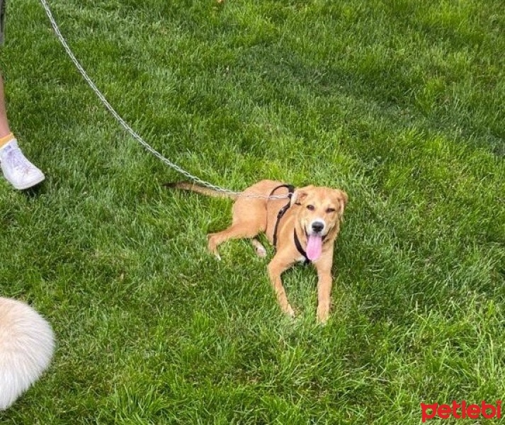 Sokö (Sokak Köpeği), Köpek  Kıyma - Köfte fotoğrafı