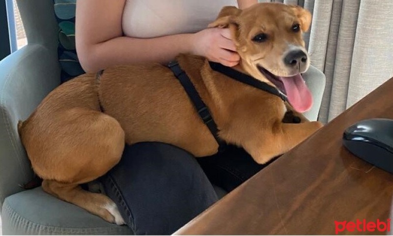 Sokö (Sokak Köpeği), Köpek  Kıyma - Köfte fotoğrafı
