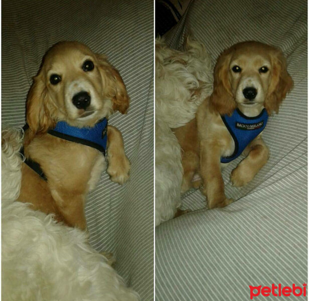 Amerikan Cocker Spaniel, Köpek  Rüzgar fotoğrafı