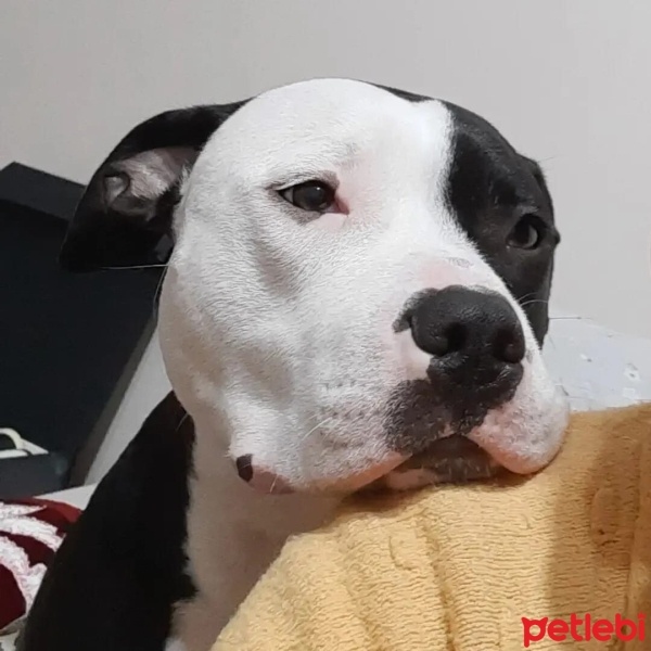 Amerikan Staffordshire Terrier, Köpek  Liya fotoğrafı