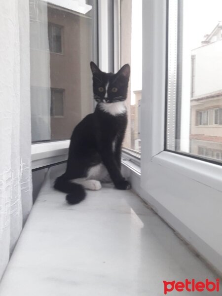 Tuxedo (Smokin) Kedi, Kedi  Sushi fotoğrafı