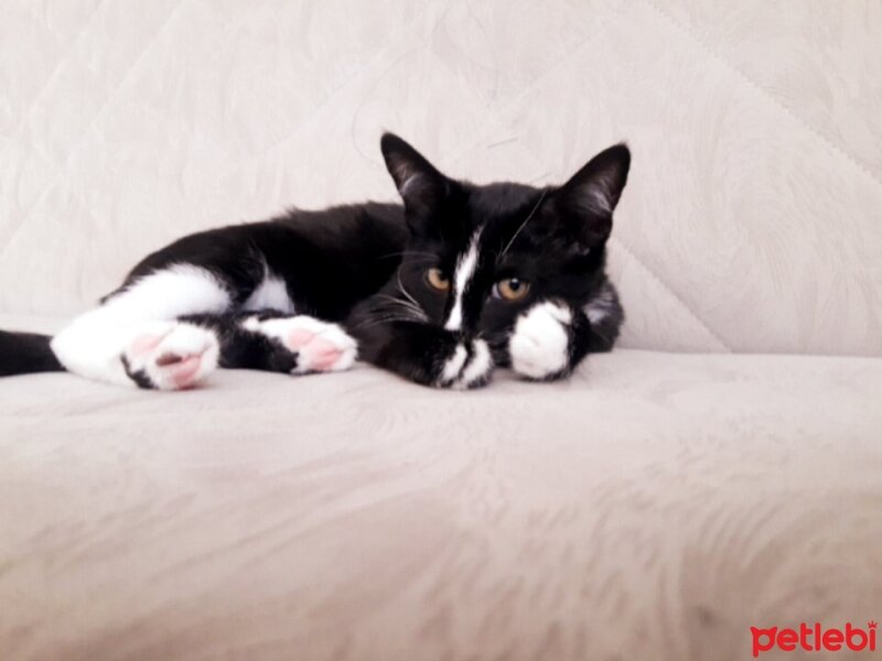 Tuxedo (Smokin) Kedi, Kedi  Sushi fotoğrafı