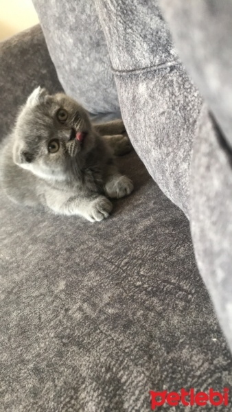 Scottish Fold, Kedi  Duman fotoğrafı