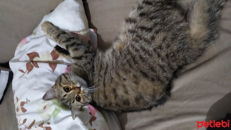 Tekir Kedi, Kedi  minnoş fotoğrafı