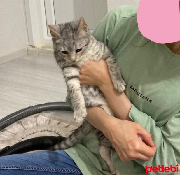 Tekir Kedi, Kedi  luna fotoğrafı