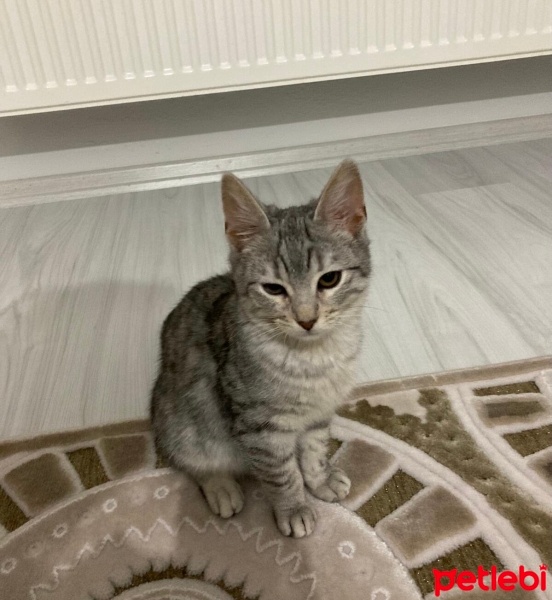Tekir Kedi, Kedi  luna fotoğrafı