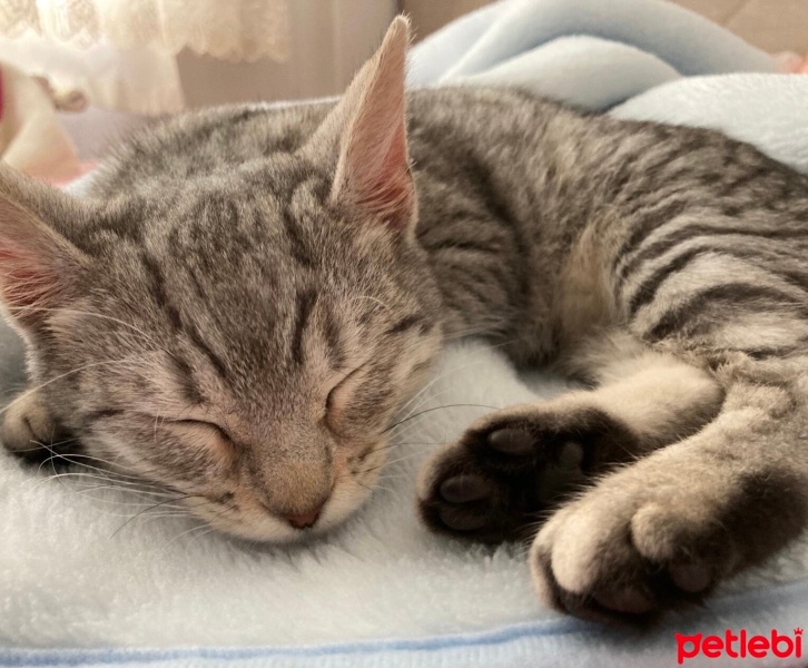 Tekir Kedi, Kedi  luna fotoğrafı