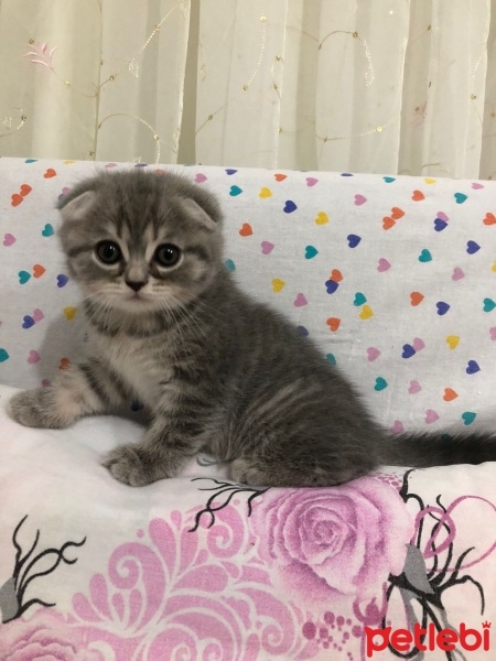 Scottish Fold, Kedi  Gümüş fotoğrafı