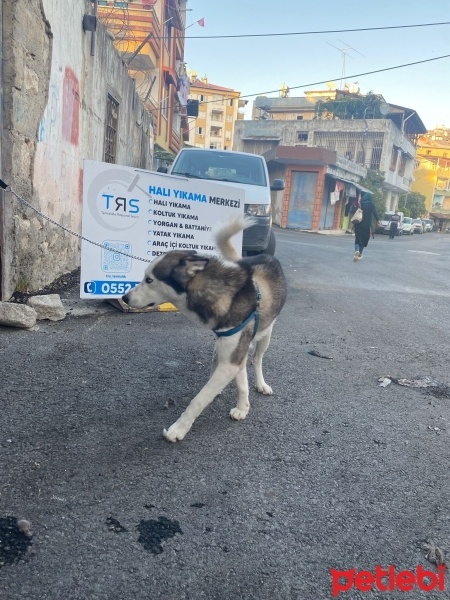 Sibirya Kurdu (Husky), Köpek  Pocero fotoğrafı