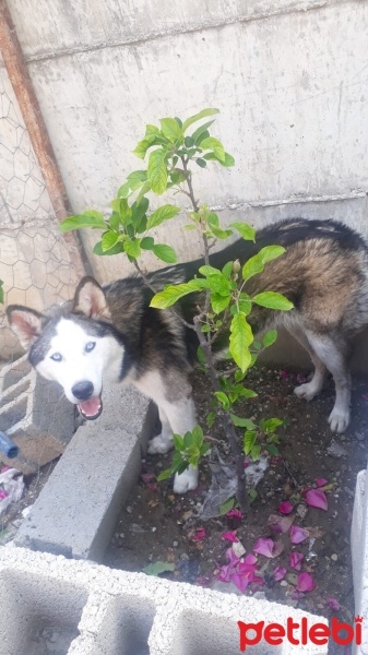 Sibirya Kurdu (Husky), Köpek  Pocero fotoğrafı