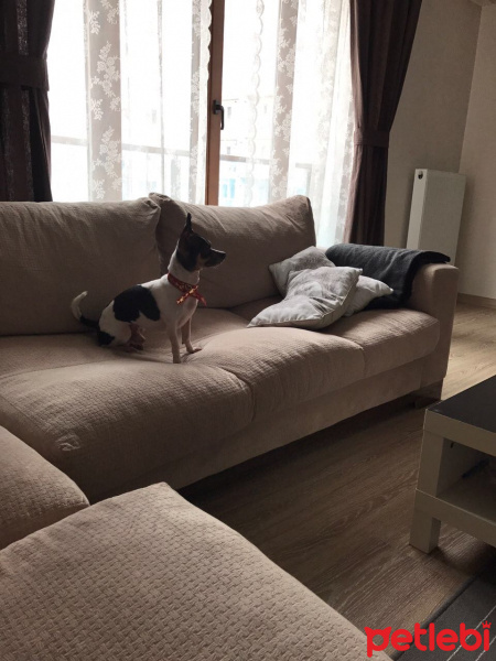 Chihuahua, Köpek  Tommy fotoğrafı