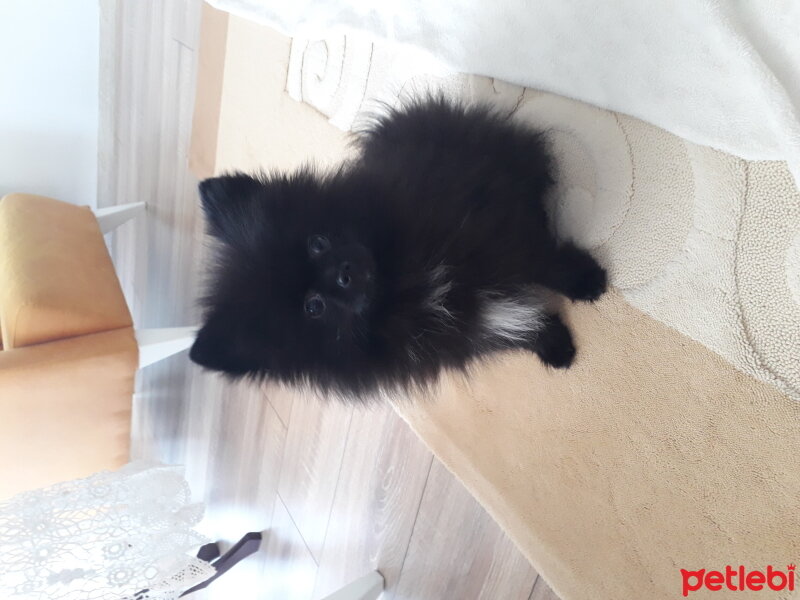 Pomeranyalı, Köpek  pablo fotoğrafı