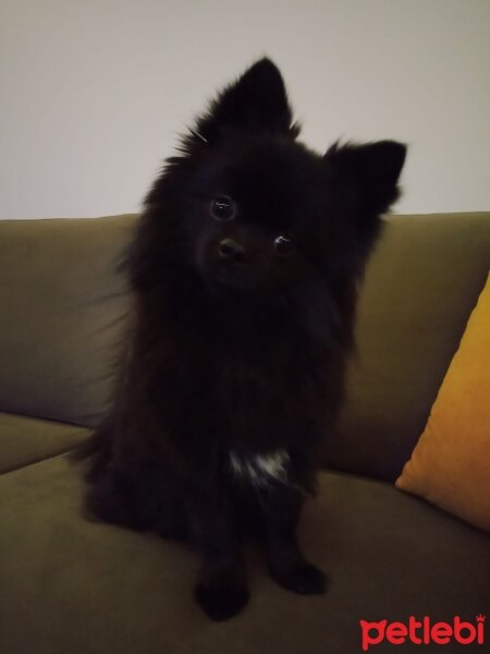 Pomeranyalı, Köpek  pablo fotoğrafı