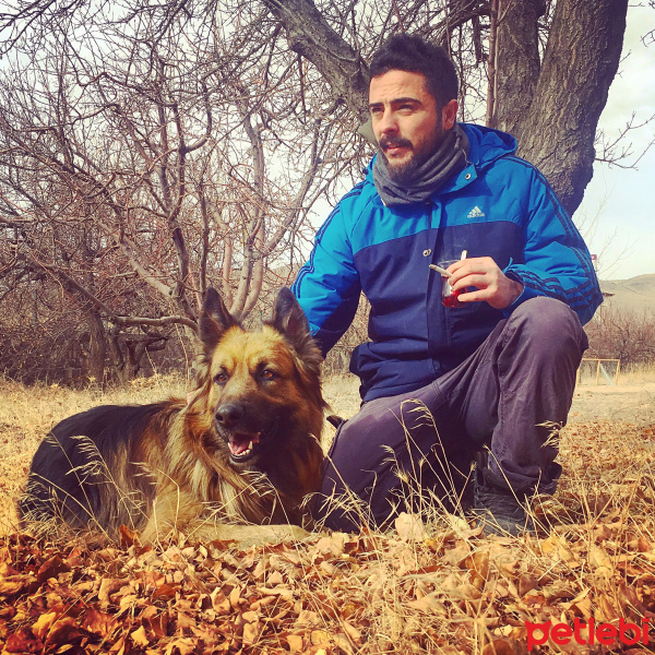 Alman Kalın Tüylü Pointer, Köpek  paşa fotoğrafı
