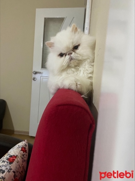 İran Kedisi (Persian), Kedi  Sophie fotoğrafı