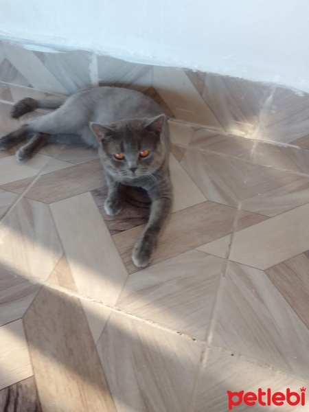 British Shorthair, Kedi  Duman fotoğrafı