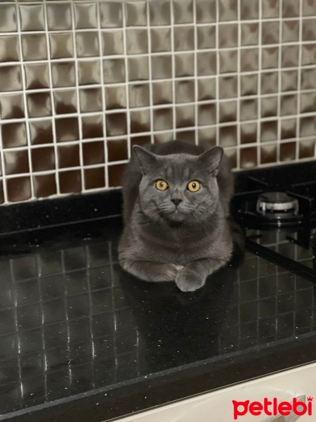 British Shorthair, Kedi  Leo fotoğrafı