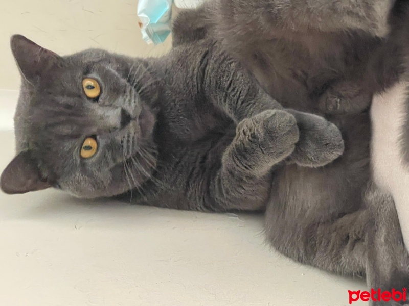 British Shorthair, Kedi  Leo fotoğrafı