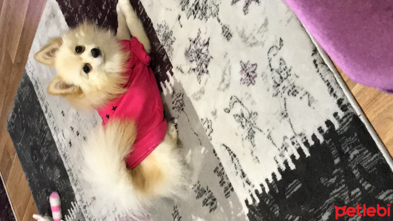 Pomeranyalı, Köpek  Paris fotoğrafı