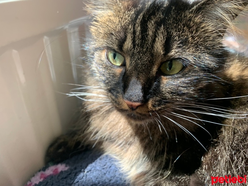 Sibirya Kedisi, Kedi  Sophie fotoğrafı