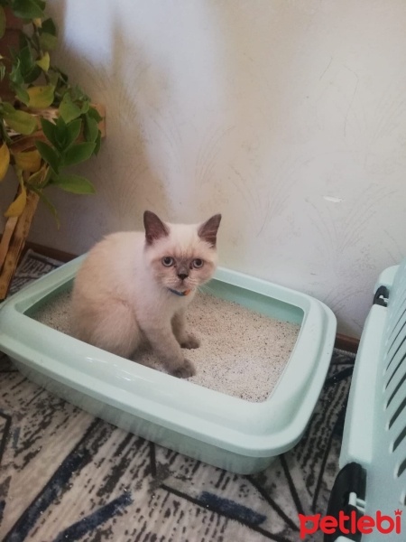 Siyam Kedisi, Kedi  DUMAN fotoğrafı