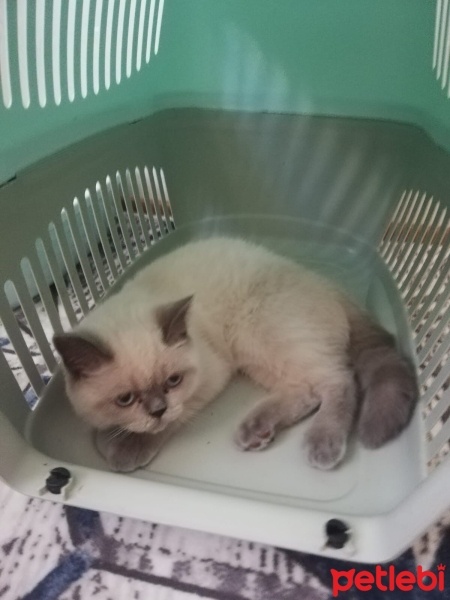 Siyam Kedisi, Kedi  DUMAN fotoğrafı