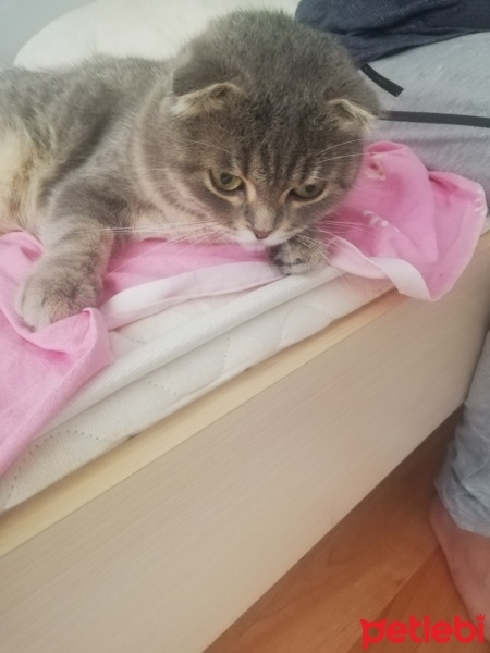 Scottish Fold, Kedi  Asu fotoğrafı