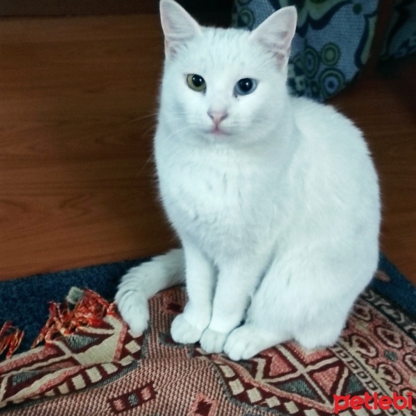 Van Kedisi, Kedi  Pamuk fotoğrafı