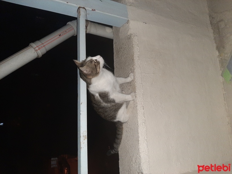 Tekir Kedi, Kedi  Pamuk fotoğrafı