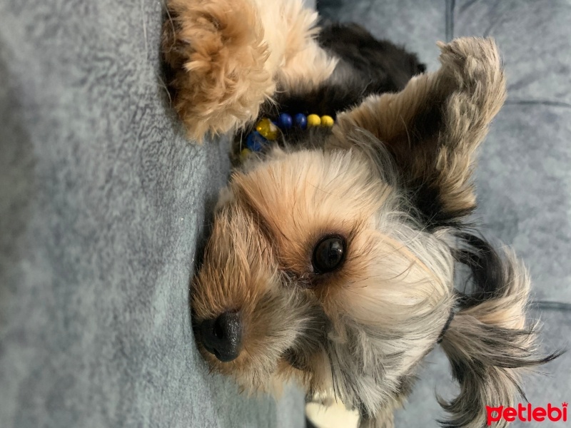 Yorkshire Terrier, Köpek  Liza fotoğrafı