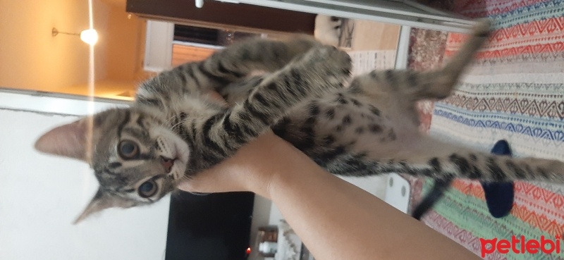 Tekir Kedi, Kedi  Oyuncu kedim Şans izmir konak fotoğrafı