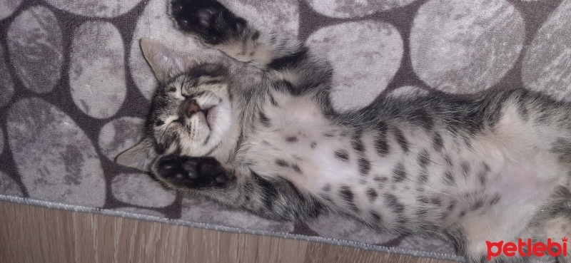 Tekir Kedi, Kedi  Oyuncu kedim Şans izmir konak fotoğrafı