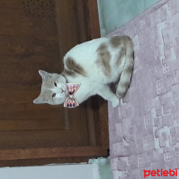 Tekir Kedi, Kedi  Oskar fotoğrafı