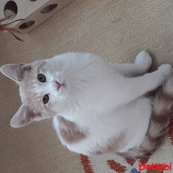 Tekir Kedi, Kedi  Oskar fotoğrafı