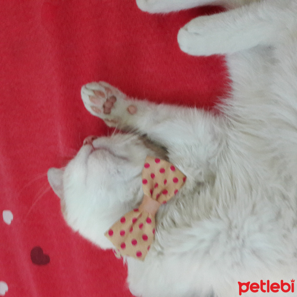 Tekir Kedi, Kedi  Oskar fotoğrafı