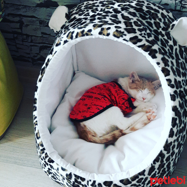 Tekir Kedi, Kedi  Oskar fotoğrafı