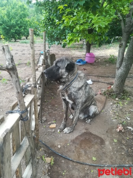Kangal, Köpek  ARAP fotoğrafı