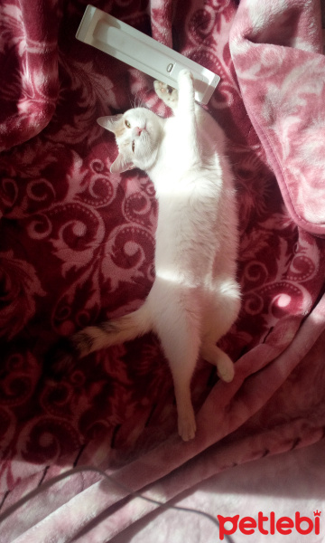 Tekir Kedi, Kedi  Pamuk fotoğrafı