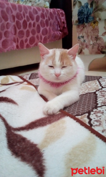 Tekir Kedi, Kedi  Pamuk fotoğrafı