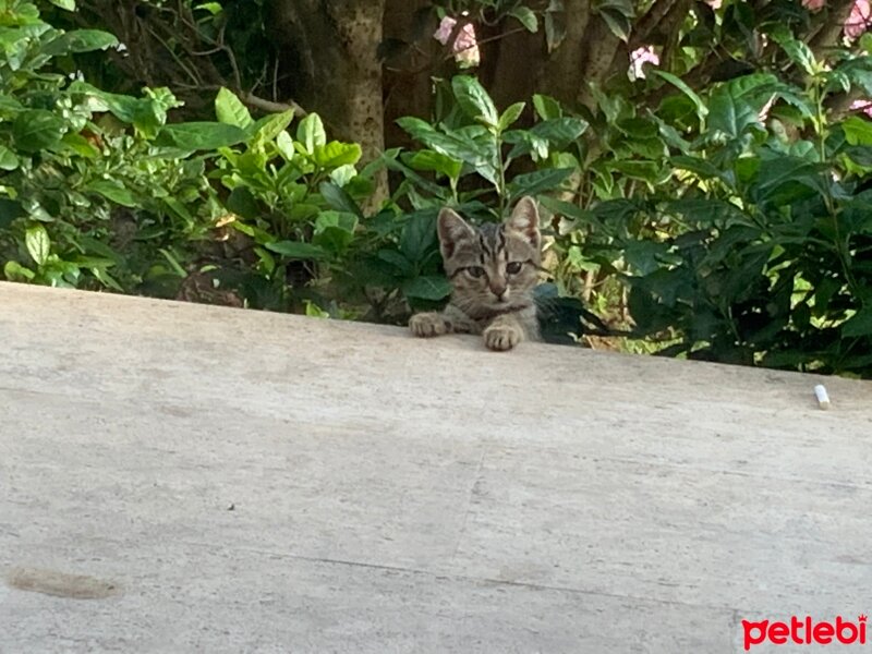 Tekir Kedi, Kedi  Yaban fotoğrafı