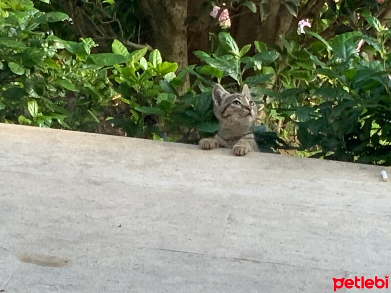 Tekir Kedi, Kedi  Yaban fotoğrafı