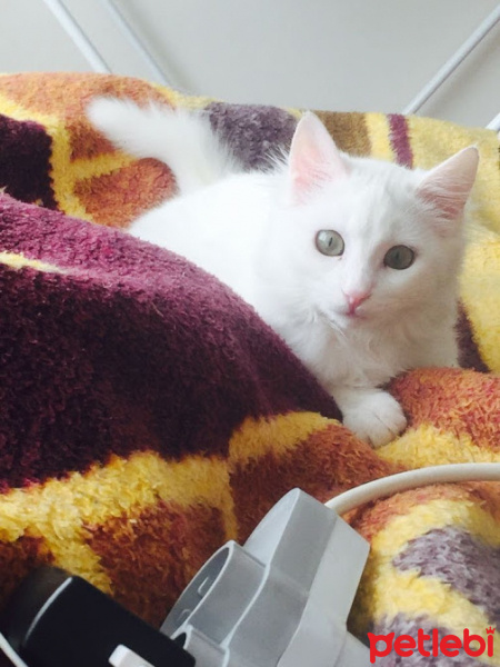 Soke, Kedi  Kahraman fotoğrafı