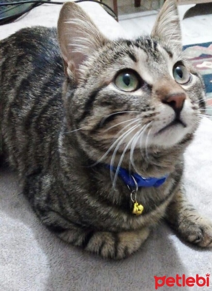 Tekir Kedi, Kedi  yasu fotoğrafı