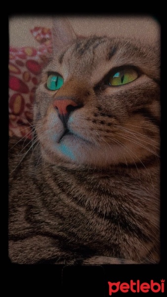 Tekir Kedi, Kedi  yasu fotoğrafı