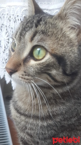 Tekir Kedi, Kedi  yasu fotoğrafı