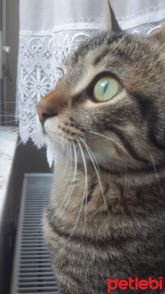 Tekir Kedi, Kedi  yasu fotoğrafı